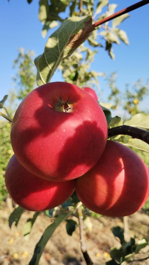 Agriturismo Fior Di Campo Dronero Kültér fotó