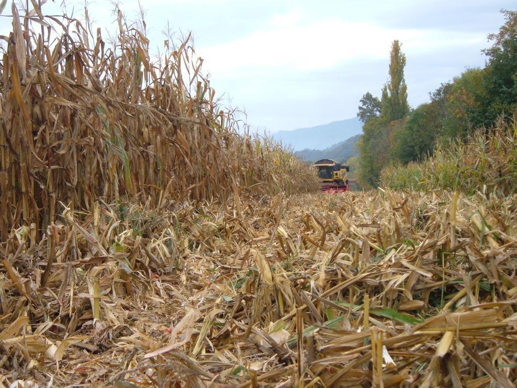 Agriturismo Fior Di Campo Dronero Kültér fotó