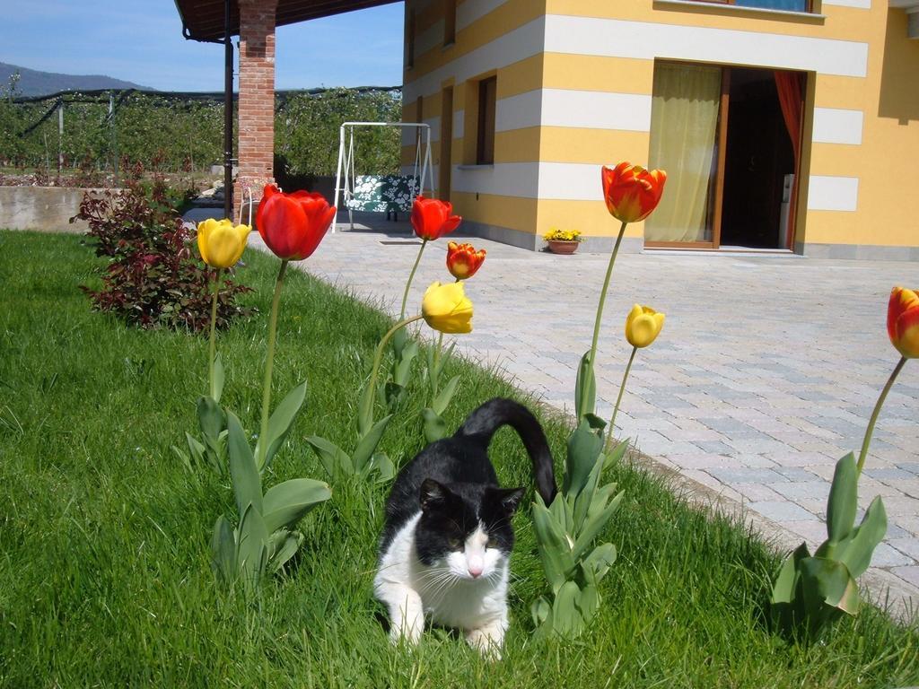 Agriturismo Fior Di Campo Dronero Kültér fotó